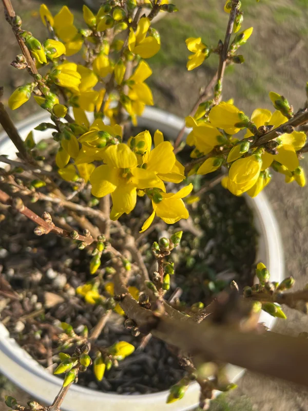 Show Off Forsythia Live Shrub - 2 ft Tall, 3 Gallon Pot, Outdoor - Image 2
