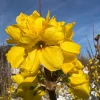 Show Off Forsythia Live Shrub - 2 ft Tall, 3 Gallon Pot, Outdoor - Image 1