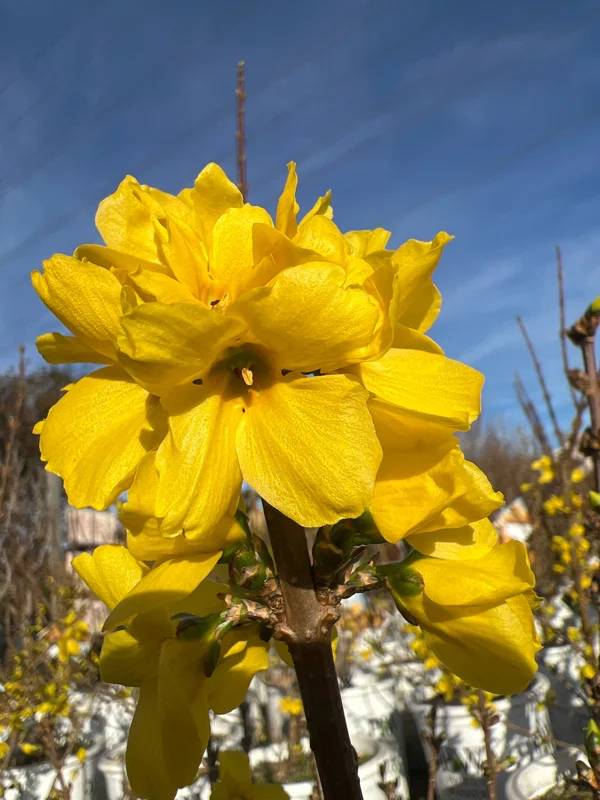 Show Off Forsythia Live Shrub - 2 ft Tall, 3 Gallon Pot, Outdoor - Image 1