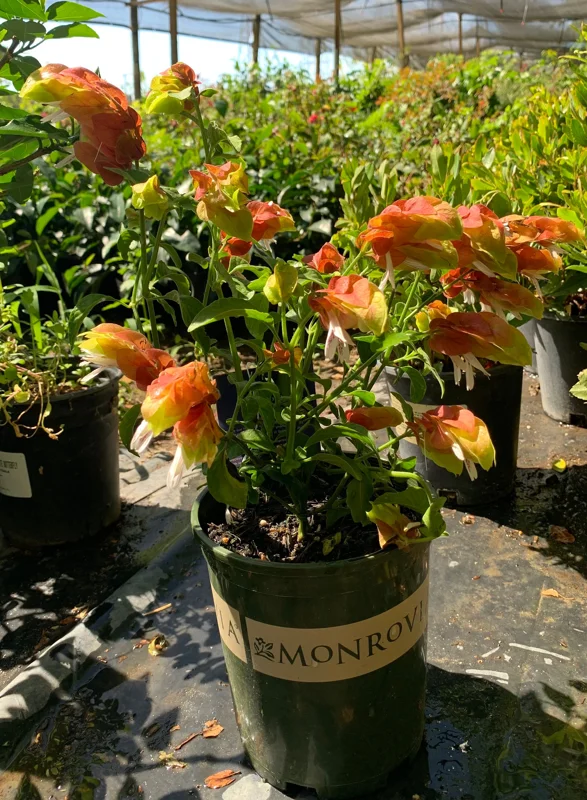 Shrimp Plant Live Plant – Justicia brandegeeana – 1 ft Tall – 6 inch Pot – Indoor/Outdoor - Image 2
