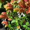 Shrimp Plant Live Plant – Justicia brandegeeana – 1 ft Tall – 6 inch Pot – Indoor/Outdoor - Image 1