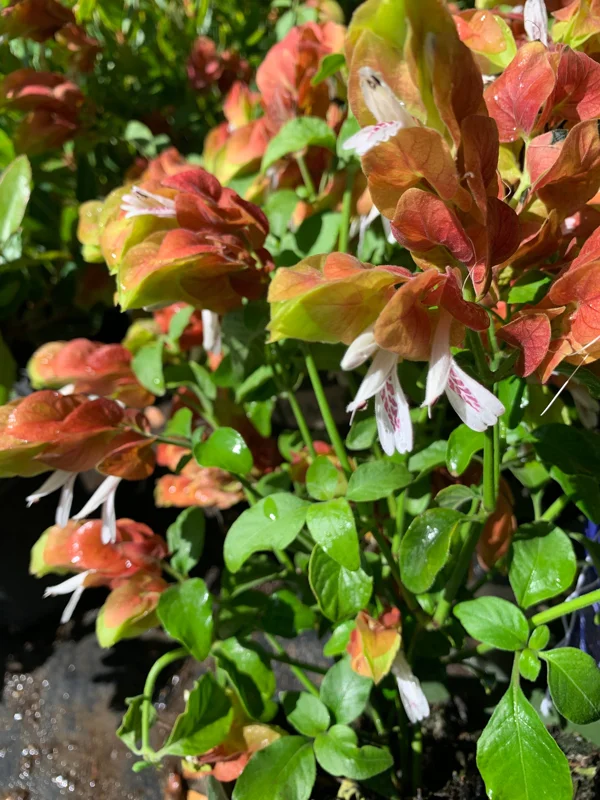 Shrimp Plant Live Plant – Justicia brandegeeana – 1 ft Tall – 6 inch Pot – Indoor/Outdoor - Image 1