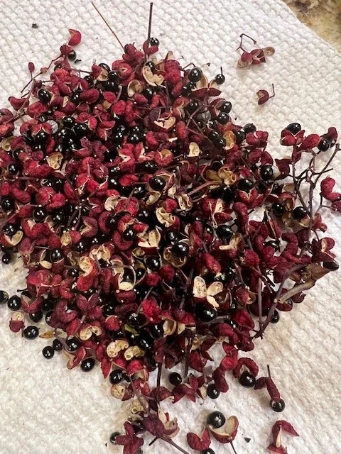 Sichuan Pepper Seeds (Zanthoxylum Simulans) - 300+ Chinese Prickly Ash Seeds Sichuan Pepper Seeds (Zanthoxylum Simulans) - 300+ Chinese Prickly Ash Seeds - Image 3
