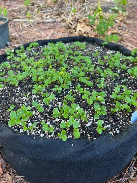 Sichuan Pepper Seeds (Zanthoxylum Simulans) - 300+ Chinese Prickly Ash Seeds Sichuan Pepper Seeds (Zanthoxylum Simulans) - 300+ Chinese Prickly Ash Seeds - Image 4