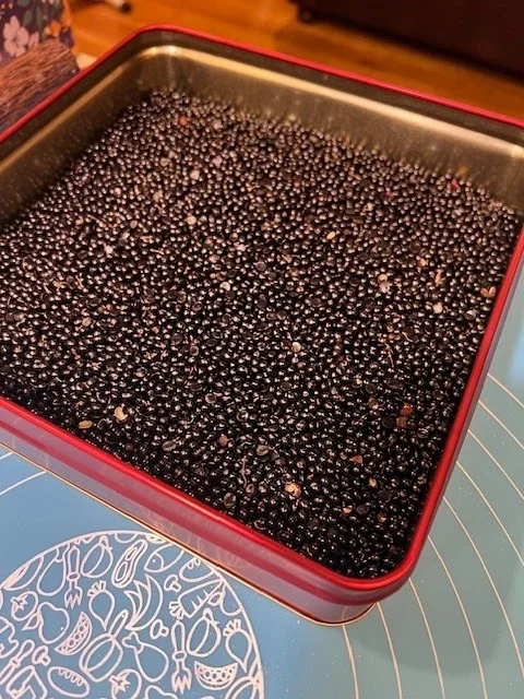 Sichuan Pepper Seeds (Zanthoxylum Simulans) - 300+ Chinese Prickly Ash Seeds Sichuan Pepper Seeds (Zanthoxylum Simulans) - 300+ Chinese Prickly Ash Seeds - Image 5