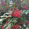 Sichuan Pepper Seeds (Zanthoxylum Simulans) - 300+ Chinese Prickly Ash Seeds - Image 1