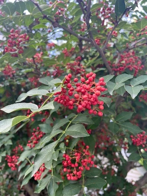Sichuan Pepper Seeds (Zanthoxylum Simulans) - 300+ Chinese Prickly Ash Seeds - Image 1