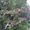 Sichuan Pepper Tree Live Plant - Zanthoxylum simulans, 1-Year-Old, Lot of 2, 12-18in Tall, Outdoor - Image 1