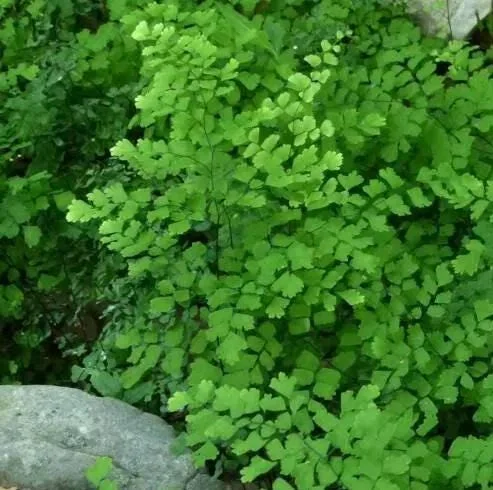 Southern Maidenhair Fern Live Plant – 4" Tall – 3" Pot – Indoor Foliage - Image 2