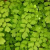 Southern Maidenhair Fern Live Plant – 4" Tall – 3" Pot – Indoor Foliage Southern Maidenhair Fern Live Plant – 4" Tall – 3" Pot – Indoor Foliage - Image 1