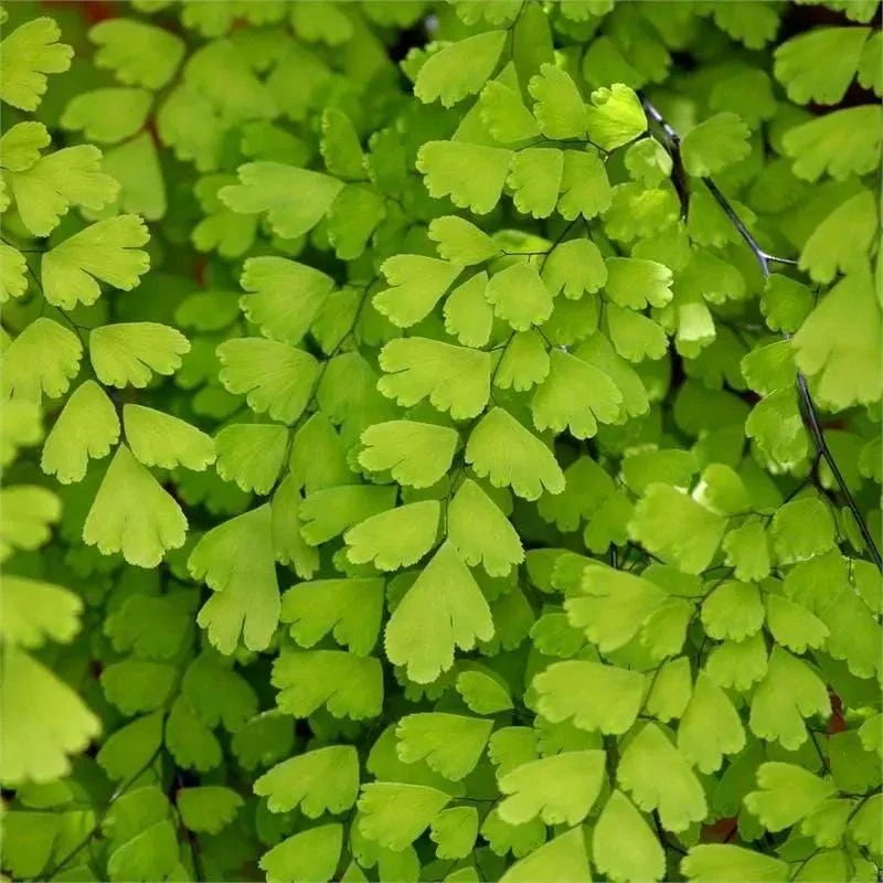 Southern Maidenhair Fern Live Plant – 4" Tall – 3" Pot – Indoor Foliage - Image 1