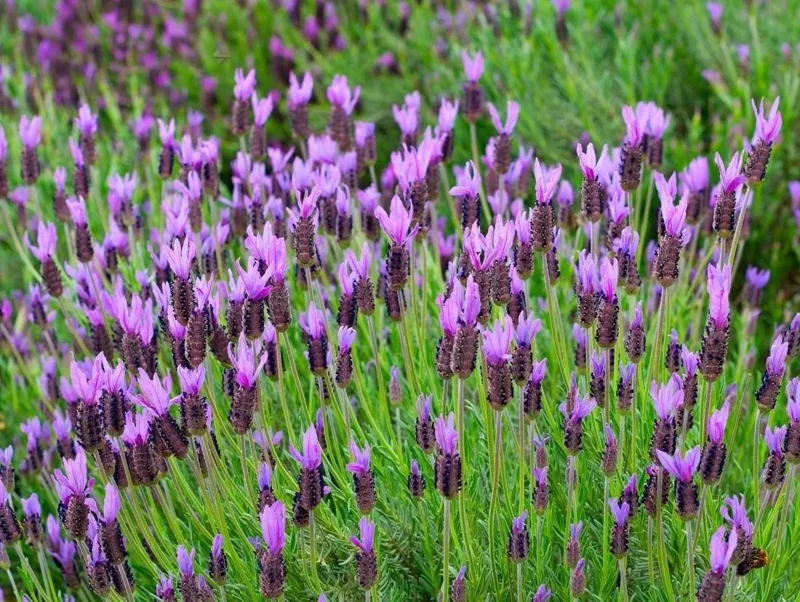 Spanish Lavender Live Plant - Lavandula Stoechas, 3-7 Inch Tall, 3 Inch Pot, Purple Flowers - Image 2