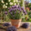 Spanish Lavender Live Plant - Lavandula Stoechas, 3-7 Inch Tall, 3 Inch Pot, Purple Flowers - Image 1