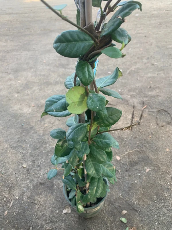 Star Jasmine Live Plant - 3-4 ft Tall, 3 Gallon Pot - Fragrant Outdoor Vine - Image 2