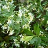 Star Jasmine Live Plant - 3-4 ft Tall, 3 Gallon Pot - Fragrant Outdoor Vine - Image 1