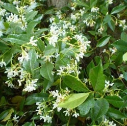 Star Jasmine Live Plant - 3-4 ft Tall, 3 Gallon Pot - Fragrant Outdoor Vine - Image 1