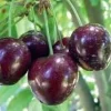 Stella Cherry Tree Live Plant – 2 Feet Tall – 3 Gallon Pot – Outdoor Fruit Tree Stella Cherry Tree Live Plant – 2 Feet Tall – 3 Gallon Pot – Outdoor Fruit Tree - Image 1