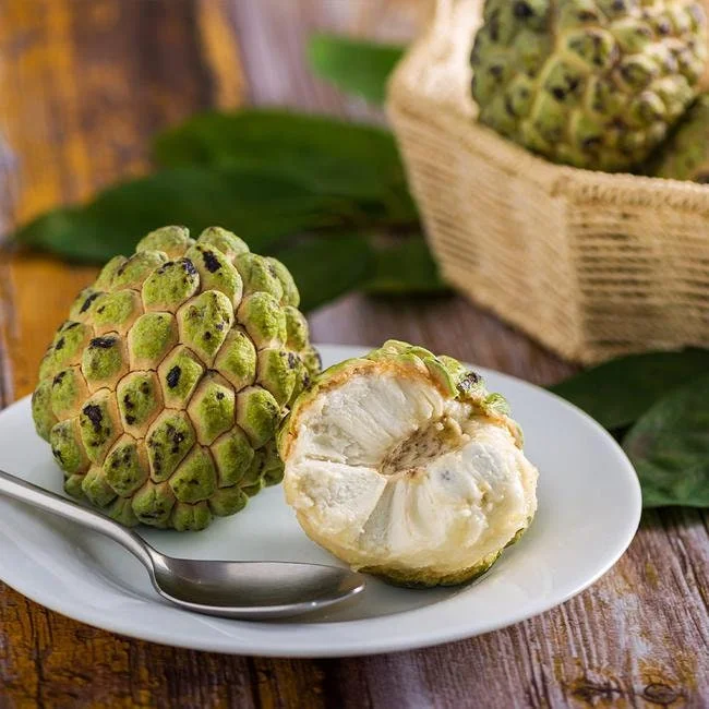 Sugar Apple - 1 Starter Plant - 1 to 2 Feet Tall - Ship in 6" Pot - Image 1