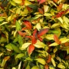 Summer Sunset Jasmine Live Plant - Trachelospermum Asiaticum Vine, 3-5 Inch Tall - Image 1