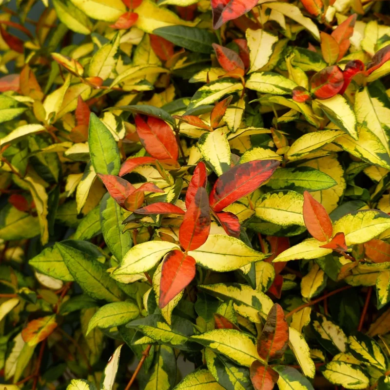 Summer Sunset Jasmine Live Plant - Trachelospermum Asiaticum Vine, 3-5 Inch Tall - Image 1