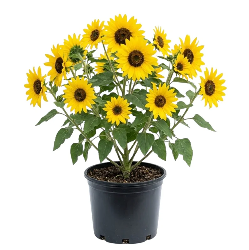 Sunflower Live Plant, Young Seedling, Yellow Blooms, 2-5 Inch Tall, Potted - Image 2