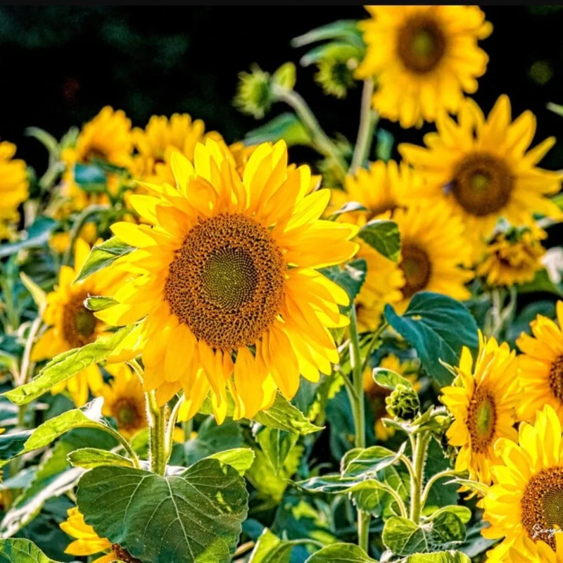 Sunflower Live Plant, Young Seedling, Yellow Blooms, 2-5 Inch Tall, Potted - Image 1