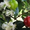 Surinam Cherry Live Plant – 2-3 ft Tall – 3 Gallon Pot – Outdoor Fruit Shrub - Image 1