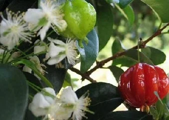 Surinam Cherry Live Plant – 2-3 ft Tall – 3 Gallon Pot – Outdoor Fruit Shrub - Image 1