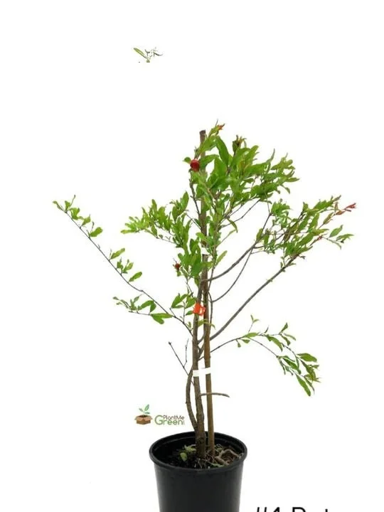 Surinam Cherry Tree – 1 Foot Tall Live Plant – 6 Inch Pot – Edible Fruit - Image 2