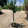 Sweet Bay Live Plant, 1-2 ft Tall, 6 inch Pot, Aromatic Culinary Herb - Image 1