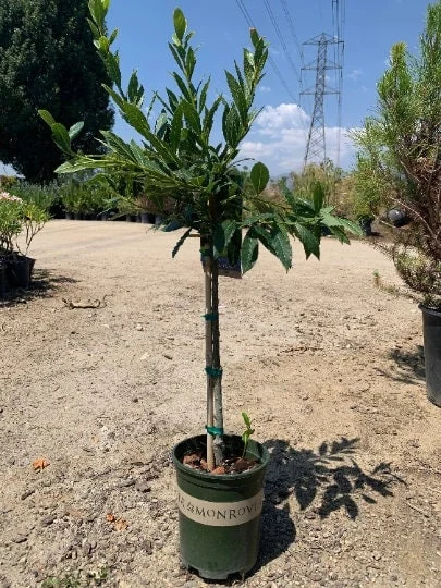 Sweet Bay Live Plant, 1-2 ft Tall, 6 inch Pot, Aromatic Culinary Herb - Image 1
