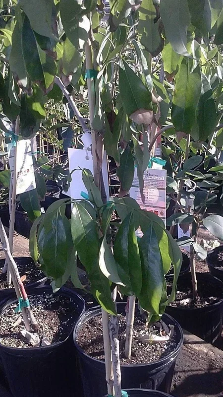 Sweet Heart Lychee Live Plant - 2 ft Tall Airlayered Tree - 3 Gallon Pot - Image 2