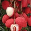 Sweet Heart Lychee Tree – Live Plant – 2 feet tall – Airlayered – Ship in 3 Gallon Pot Sweet Heart Lychee Tree – Live Plant – 2 feet tall – Airlayered – Ship in 3 Gallon Pot - Image 1