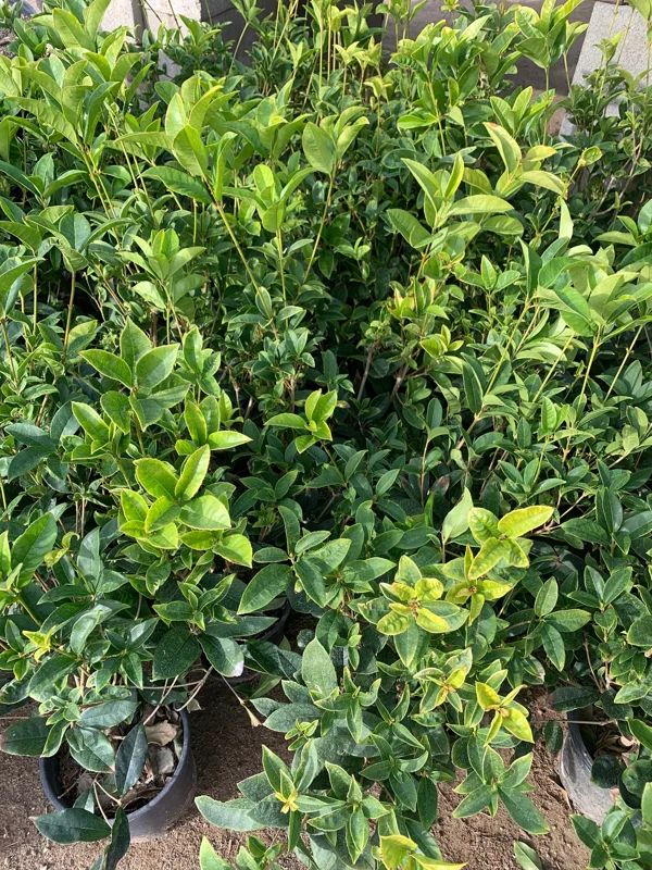 Sweet Olive (Osmanthus Fragrans) Live Plant – 1-2 Ft Tall – Fragrant Outdoor Shrub - Image 1
