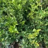Sweet Olive (Osmanthus Fragrans) Live Plant – 1-2 Ft Tall – Fragrant Shrub - Image 1