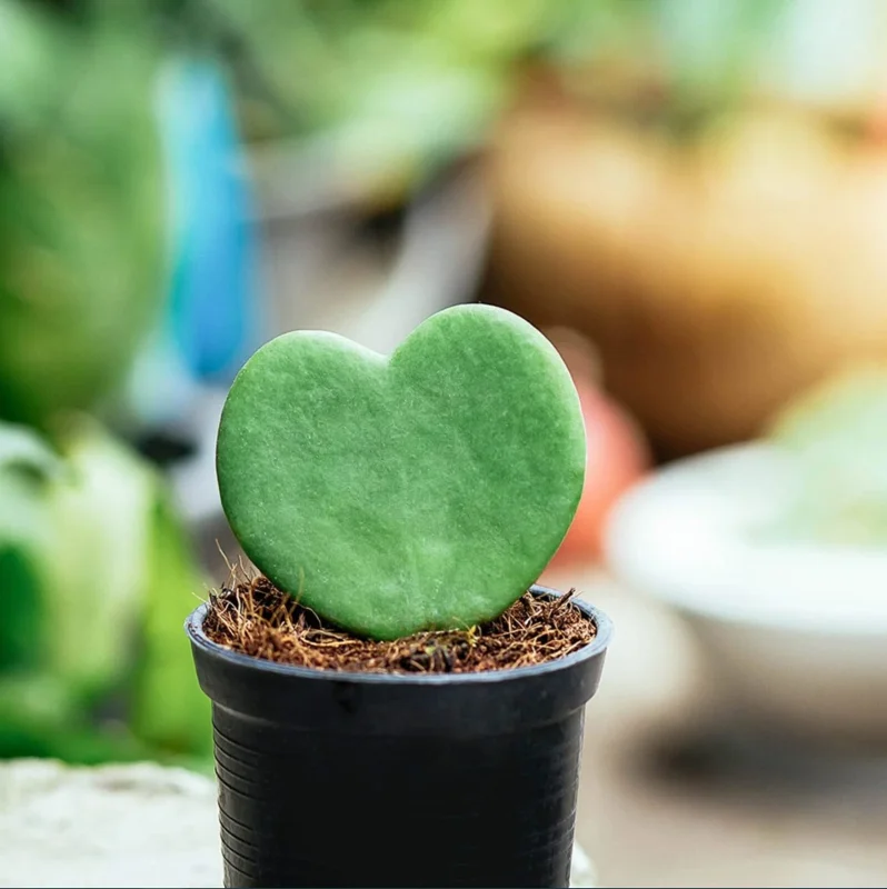 Sweetheart Hoya Live Plant – Heart Leaf Succulent – 4-8 Inch Tall – Indoor - Image 2