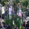 Sweetheart Lychee Live Plant - 3 ft Tall Airlayered Tree - Ships in 7 Gallon Pot - Image 1