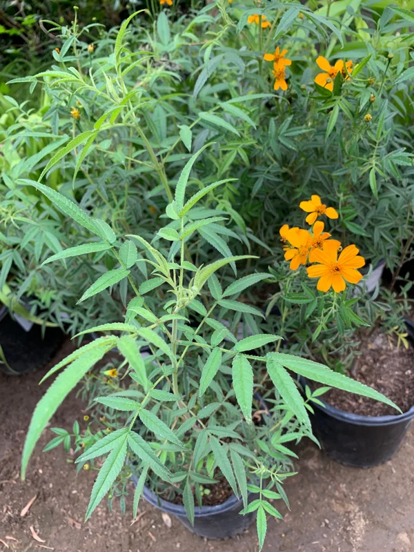 Tagetes Lemonii Live Plant - Mexican Bush Marigold - 1 Plant in 6 inch Pot - Image 2