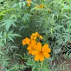 Tagetes Lemonii Live Plant - Mexican Bush Marigold - 1 Plant in 6 inch Pot - Image 1