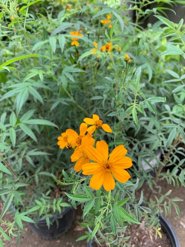 Tagetes Lemonii Live Plant - Mexican Bush Marigold - 1 Plant in 6 inch Pot - Image 1