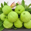 Taiwan Guava Live Plant - Crunchy Sweet Fruit Tree - 1-2 Ft Tall - 6" Pot - Image 1