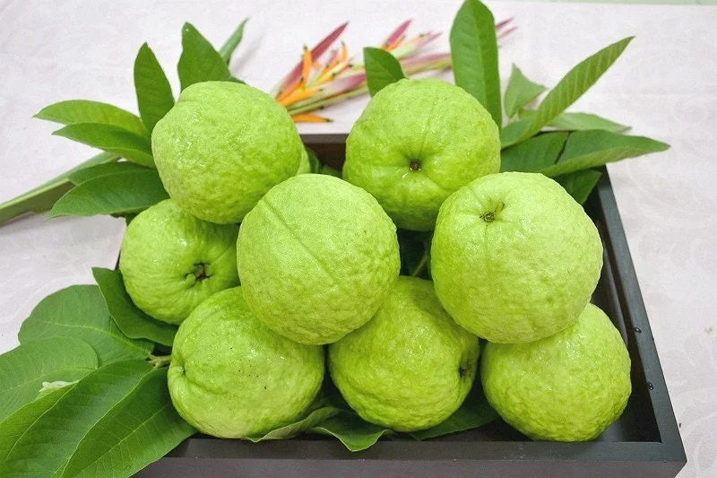 Taiwan Guava Live Plant - Crunchy Sweet Fruit Tree - 1-2 Ft Tall - 6" Pot - Image 1