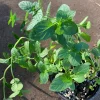 Thai Basil Live Plant – 3 inch Pot – Aromatic Culinary Herb - Image 1