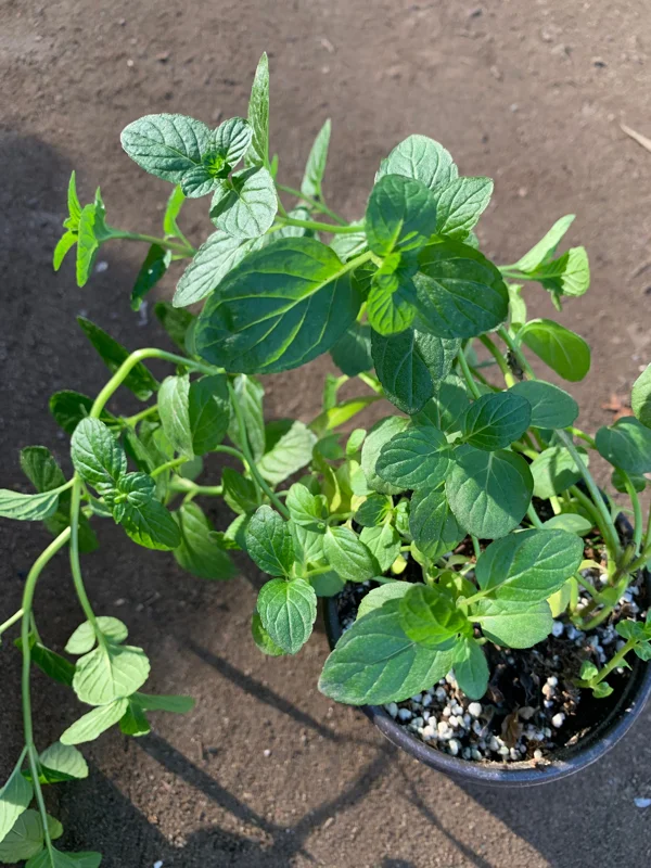 Thai Basil Live Plant – 3 inch Pot – Aromatic Culinary Herb - Image 1