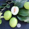 Thai Jujube Live Plant – Grafted Tree – 2 ft Tall – 3 Gallon Pot - Image 1