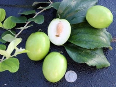 Thai Jujube Live Plant – Grafted Tree – 2 ft Tall – 3 Gallon Pot - Image 1