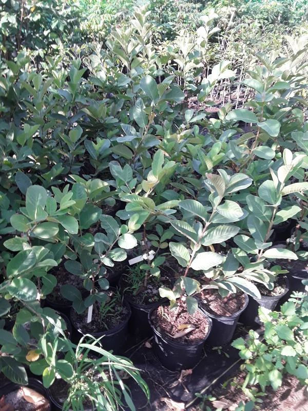 Thai Seedless Guava Live Plant - 3 ft Tall Tropical Fruit Tree - Image 2