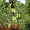 Thai Seedless Guava Live Plant - 3 ft Tall Tropical Fruit Tree Thai Seedless Guava Live Plant - 3 ft Tall Tropical Fruit Tree - Image 1