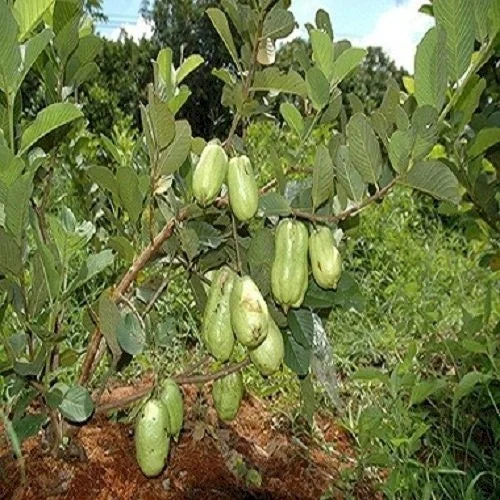Thai Seedless Guava Live Plant - 3 ft Tall Tropical Fruit Tree - Image 1