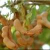 Thai Sweet Tamarind Live Plant – 1 to 2 Feet Tall – Shipped in 6 Inch Pot – Fruiting Tree - Image 1
